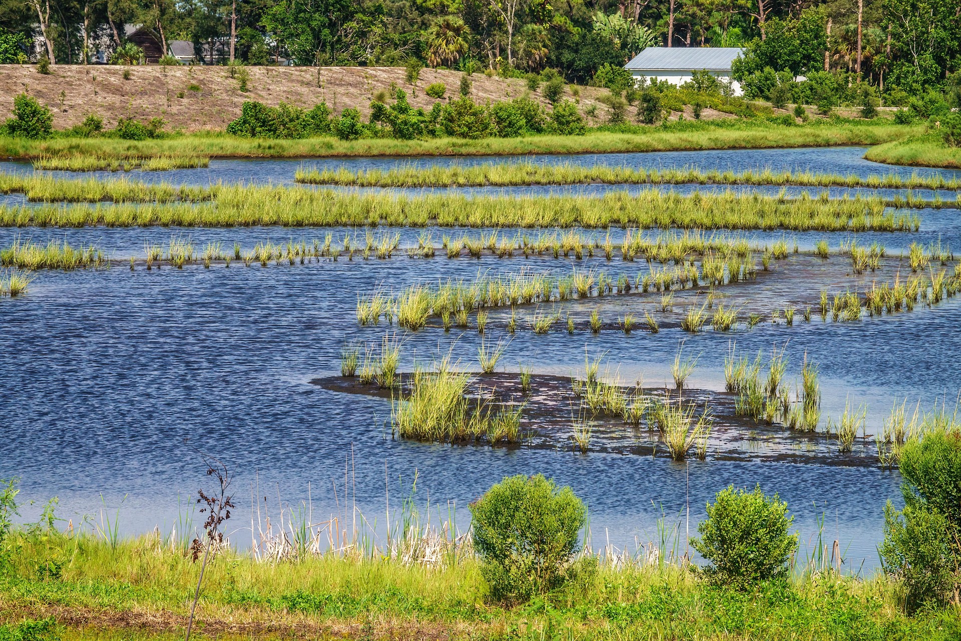 Wetland restoration in Florida nature preserve